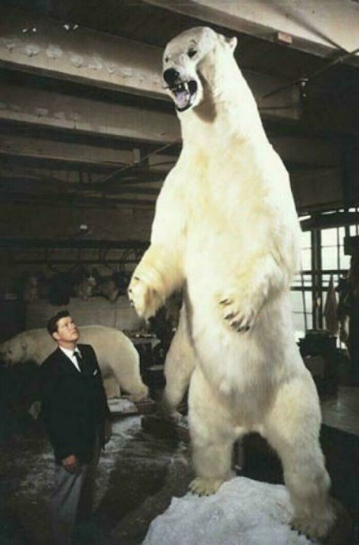 13. Рекордно гигантский белый медведь, 1961 год