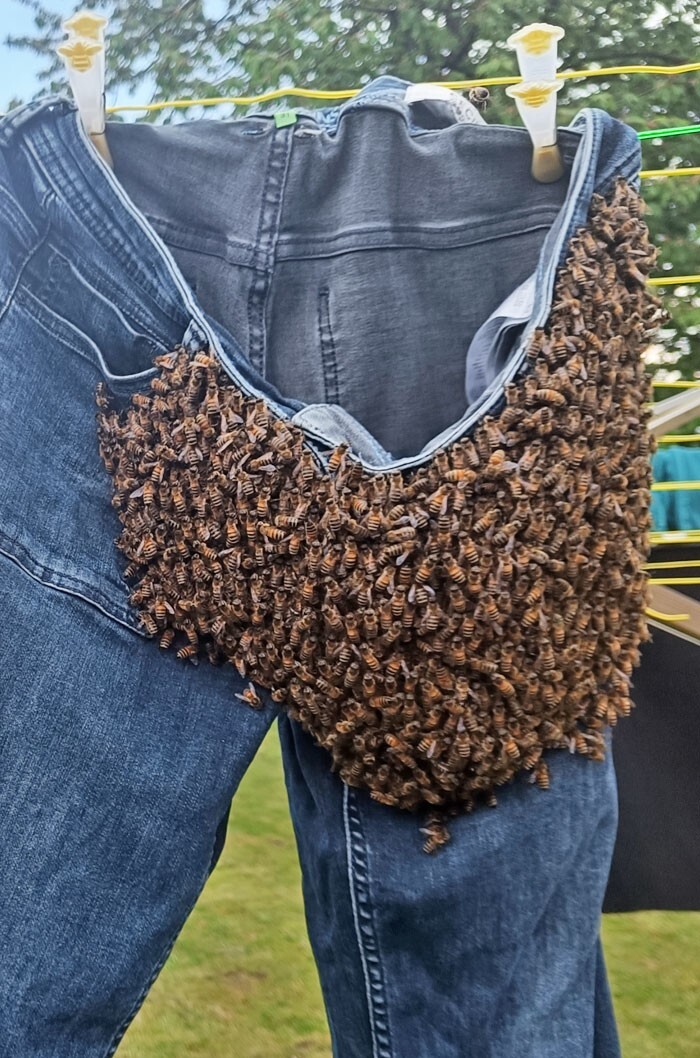 15. «Рой медоносных пчел в поисках нового дома решил, что джинсы моей матери выглядят достаточно уютно»