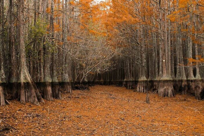 2. Деревья тупело (нисса) на высохшем болоте. Очень красиво, но жутковато. Национальный парк Джорджа Л. Смита, Джорджия, США
