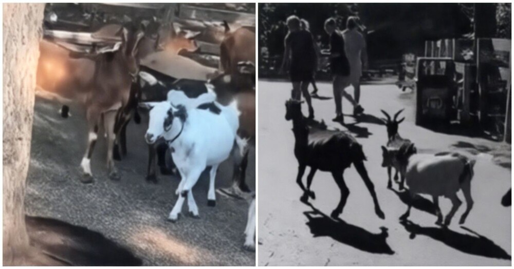 Побег коз из контактного зоопарка попал на видео