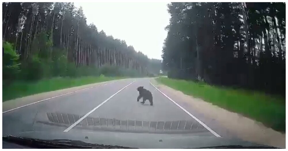 Медвежонок попал под колёса автомобиля