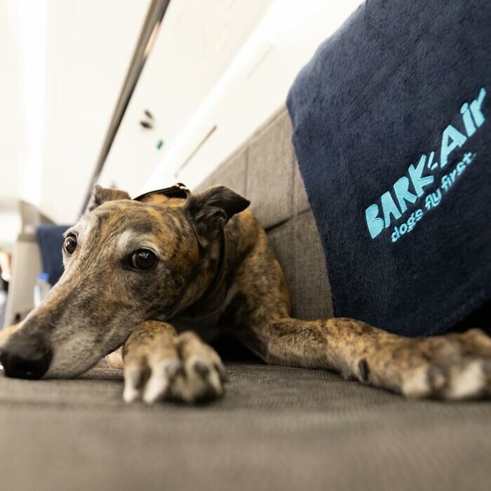 Долой клетки: авиакомпания Bark Airline дарит питомцам первоклассные условия полёта