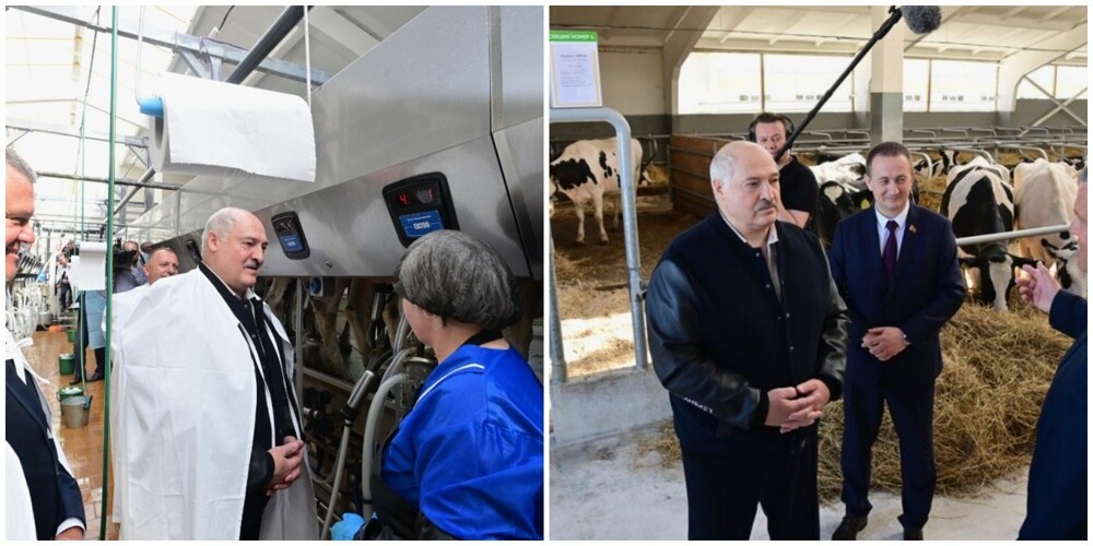 «Снятся коровы, я их ночь дою». Лукашенко рассказал, какие сны он видит