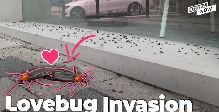 Сеул покрыли полчища мух, а виновато метро
