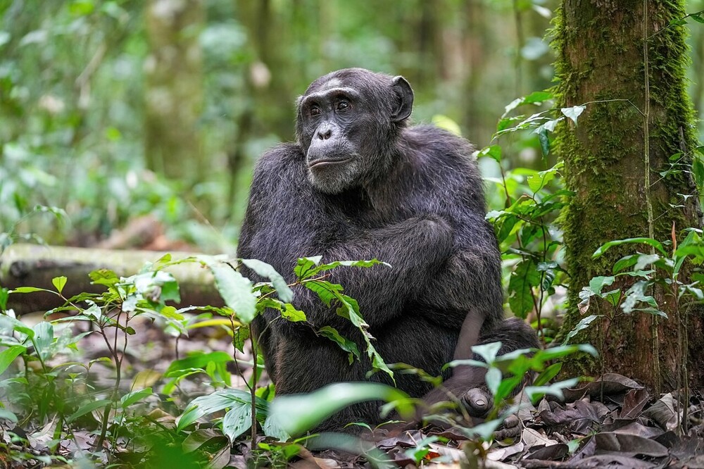 Приматологи представили свидетельства самолечения диких шимпанзе растениями