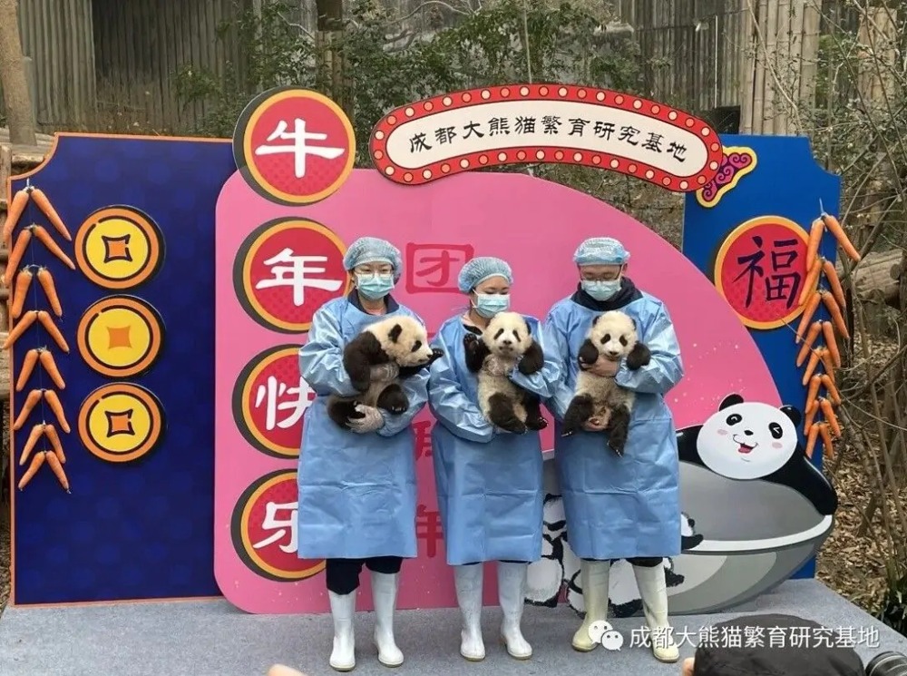 Обижали медведей: 12 туристам пожизненно запретили посещать центр разведения панд в Китае