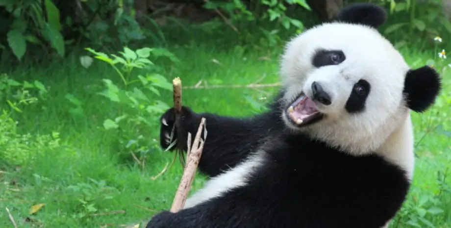 Обижали медведей: 12 туристам пожизненно запретили посещать центр разведения панд в Китае