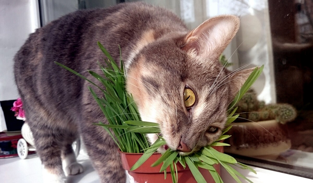Зелёные убийцы в вашем доме: какие обычные домашние растения ядовиты для собак и кошек?