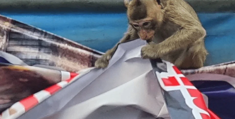 Стая обезьян сбежала из приюта и пыталась "захватить" отделение полиции