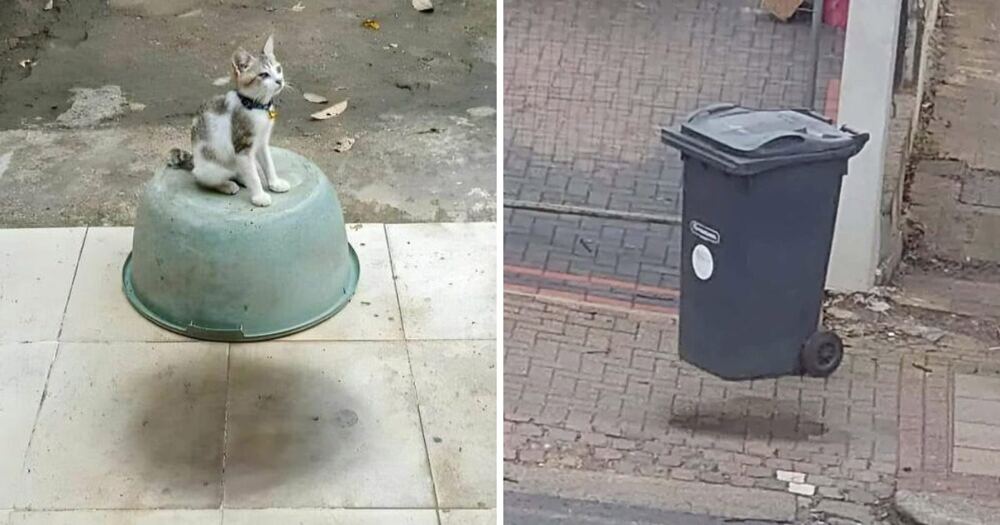Котик левитирует на чашке, а урна хвастает, что может так же
