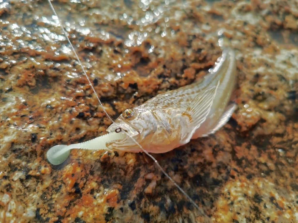 Большой морской дракон: чем опасны дикие пляжи Чёрного моря?