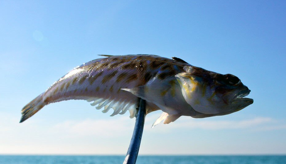Большой морской дракон: чем опасны дикие пляжи Чёрного моря?