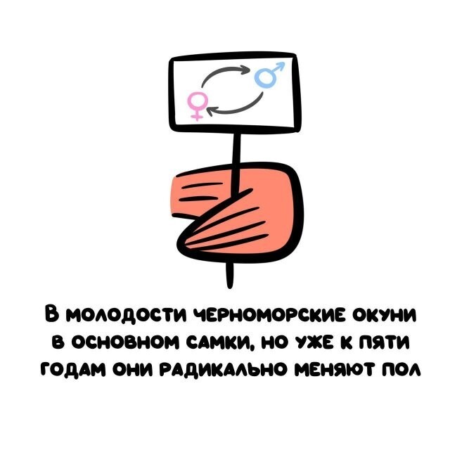 А вдруг ты не знал…