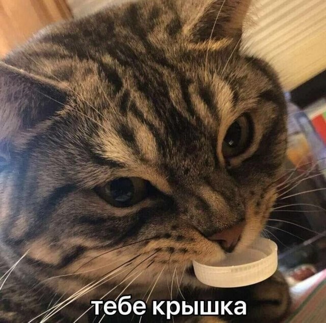 Скрины из соцсетей            