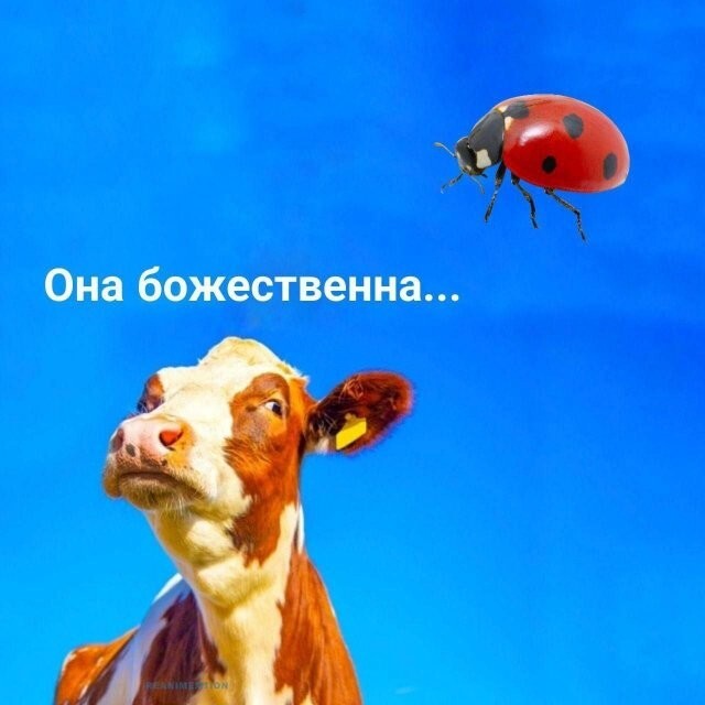 Скрины из соцсетей            