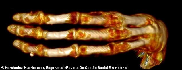 Трёхпалые «мумии пришельцев» из Перу вновь озадачили учёных