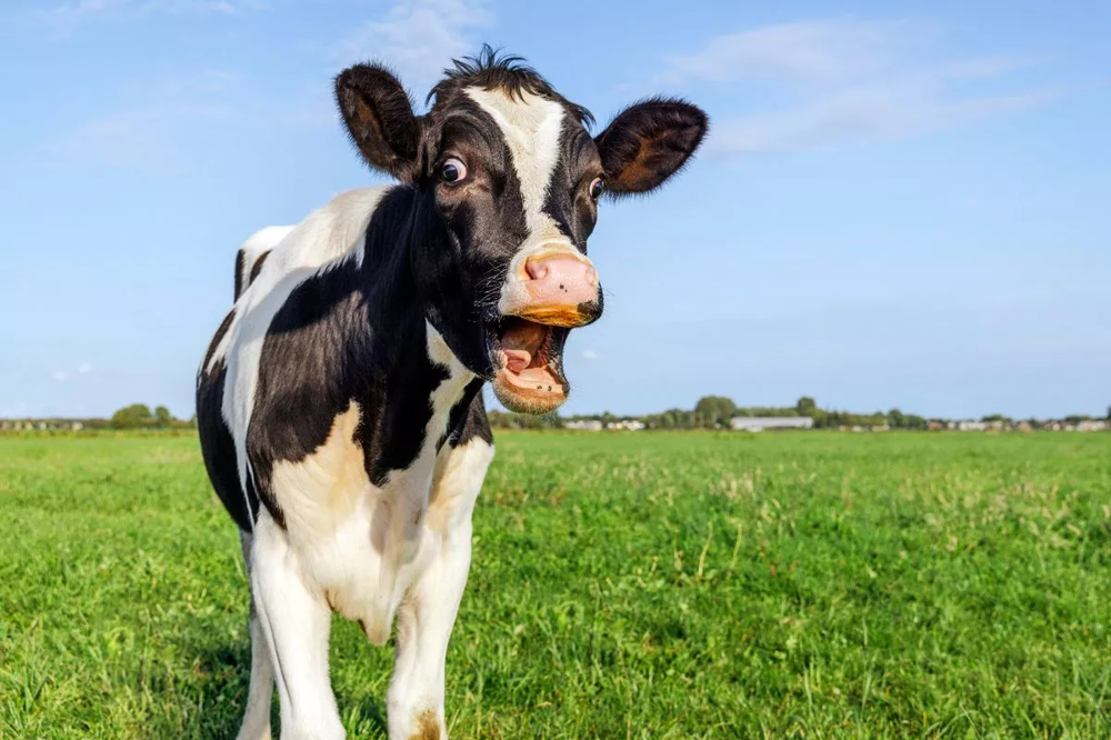 Фермеры будут платить гигантский штраф за каждую корову, страдающую метеоризмом