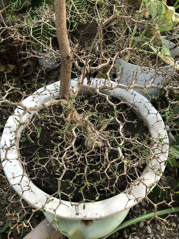 2. «Это растение бонсай имеет шестигранную структуру ветвей»