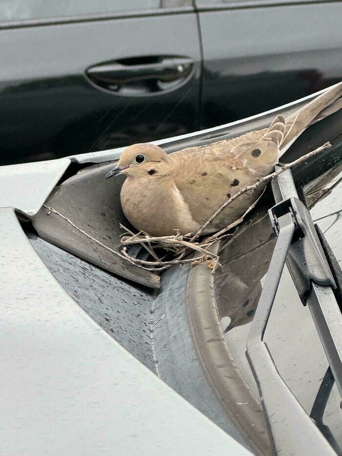 7. «Птица свила гнездо на моей машине, пока я был в спортзале»