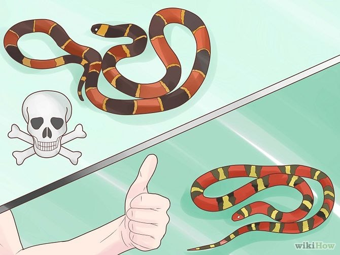 На что идут неядовитые змеи, чтобы спастись от хищников? 4 способа самообороны