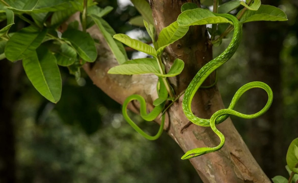 На что идут неядовитые змеи, чтобы спастись от хищников? 4 способа самообороны