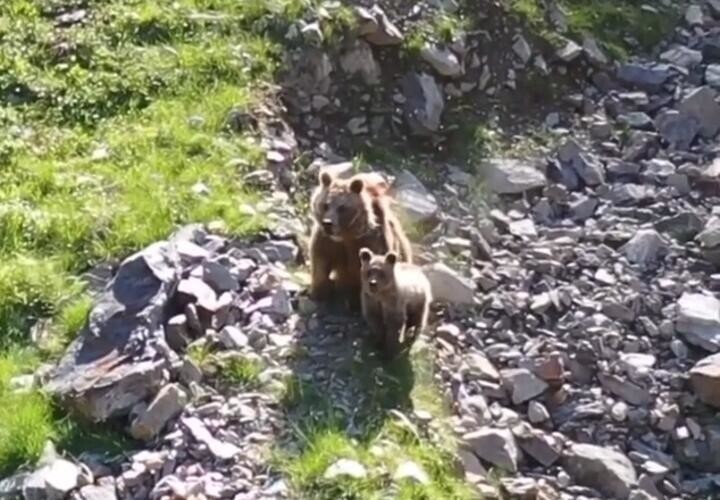 Мужчина с детьми встретил медведей в горах Красной Поляны