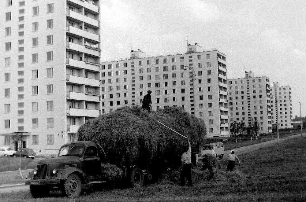 Москва. Сенокос на улице Удальцова, 1967 год.