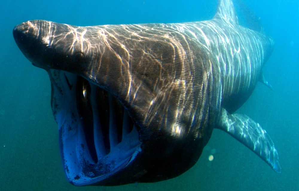 5 реально существующих акул: выдвижная челюсть и кудрявая борода