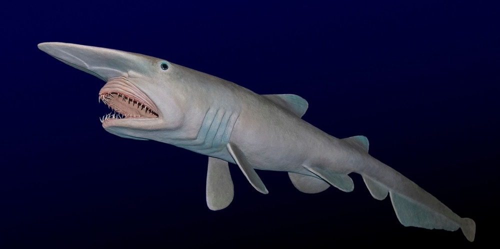 5 реально существующих акул: выдвижная челюсть и кудрявая борода