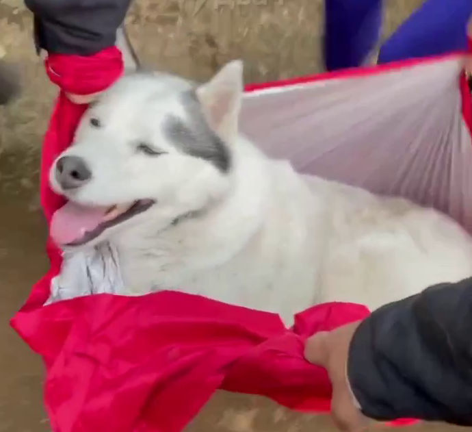 Камчатским туристам пришлось пронести на руках 15 километров уставшего пса