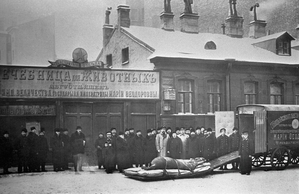 Доставка больной лошади в лечебницу для животных , которая находилась на 4-ой Рождественской улице (ныне - 4-я Советская улица).