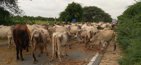 Бомбежка коровами – забавный вид индийского протеста