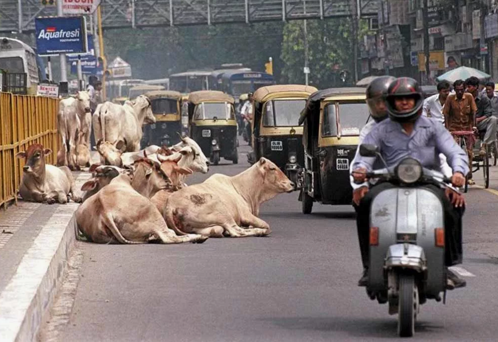 Бомбежка коровами – забавный вид индийского протеста