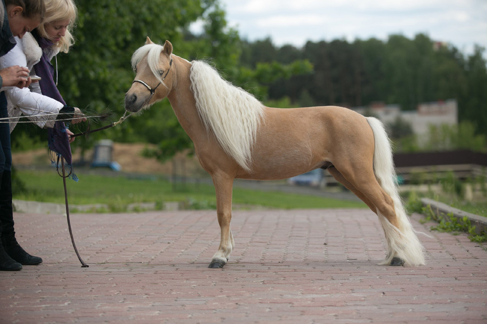 Конь размером с собаку: порода крошечных, но стройных лошадок