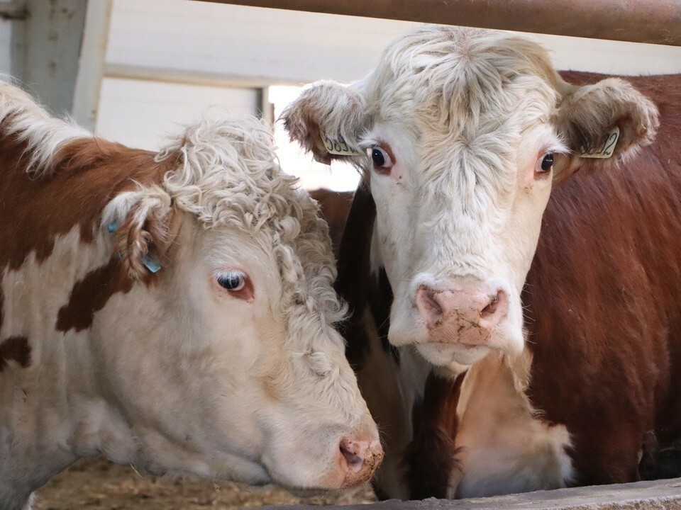 Ферму по выращиванию бычков породы герефорд открыли в Подмосковье