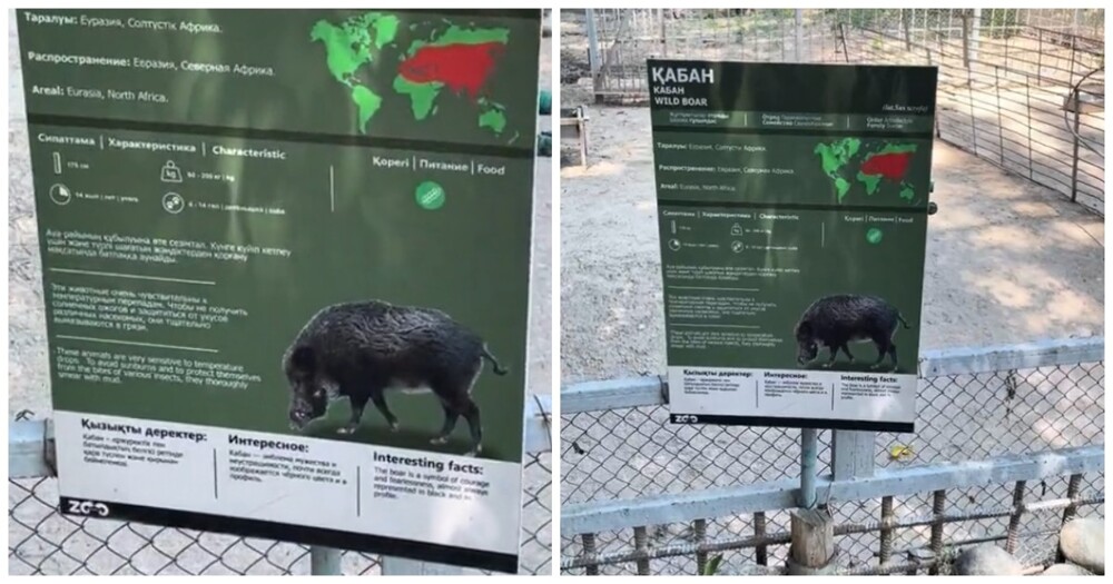 Необычный "кабан" позабавил посетителей зоопарка