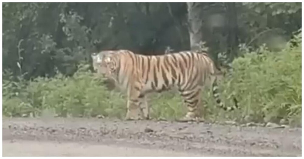 Тигру не понравилось, что к нему приближается автомобиль