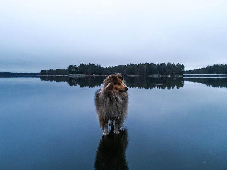 8. Собака на замерзшем озере