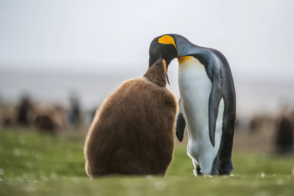 Королевский пингвин: зачем эти птицы растянули детство на 16 месяцев?