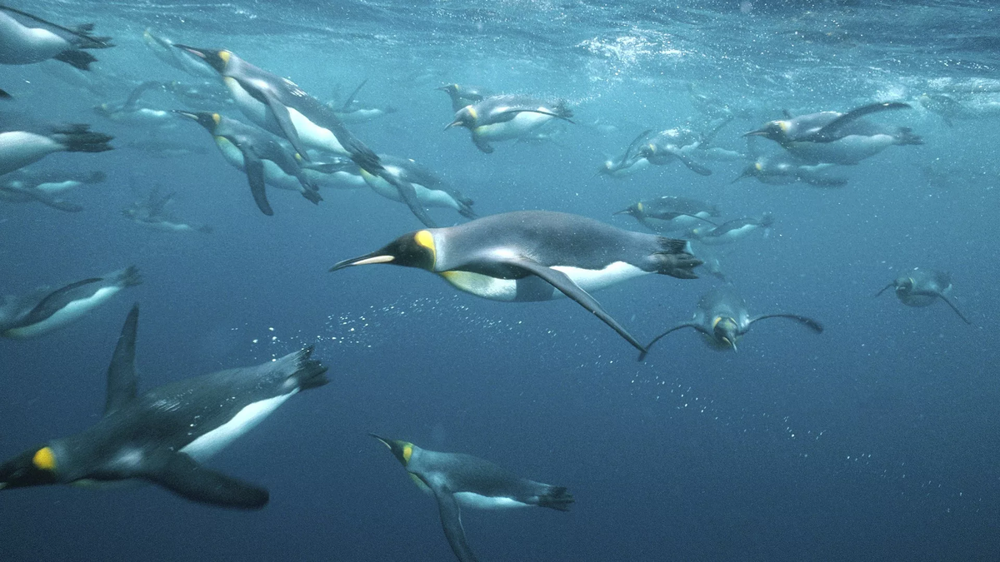 Королевский пингвин: зачем эти птицы растянули детство на 16 месяцев?