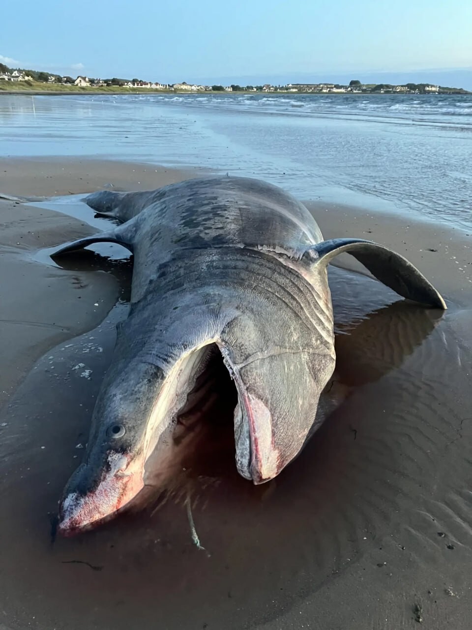 Семиметровую акулу нашли на пляже, её пришлось поднимать трактором