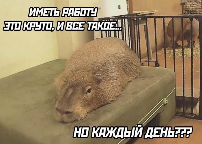 Скрины из соцсетей            