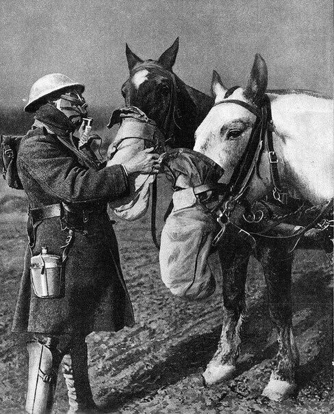 Первая мировая война. Кони в противогазах, 1918 год
