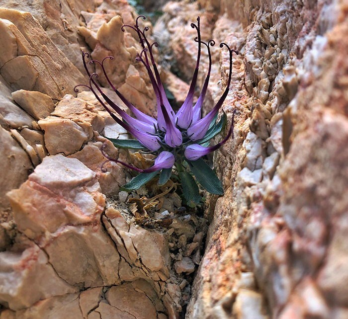 7. «Я нашел очень редкий цветок Physoplexis Comosa (физоплексис хохлатый)»