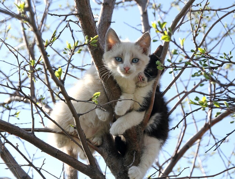 15.	Коты прилетели, на лапках весну принесли