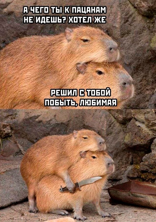 Скрины из соцсетей            