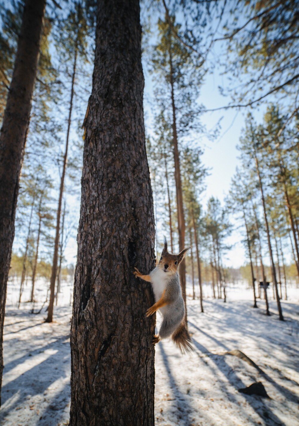 На общую тему 