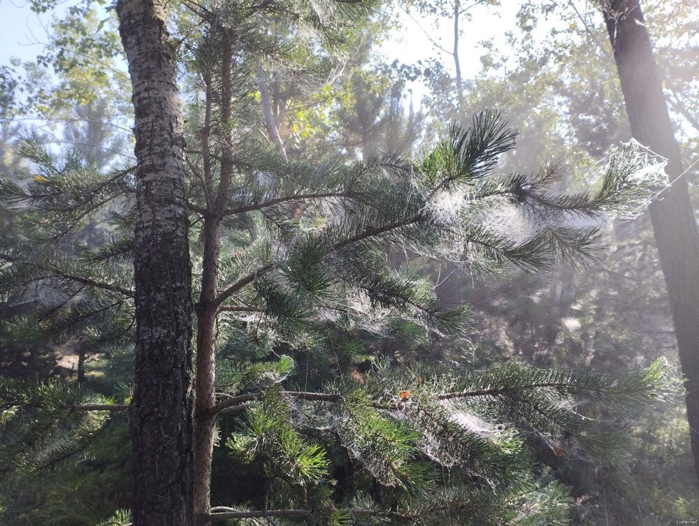 Красноярск, утро