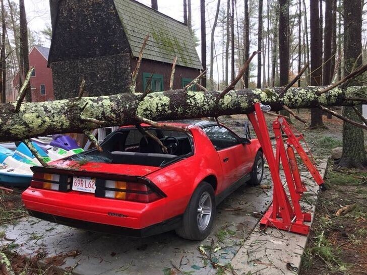 Было бы здорово, если бы дерево вообще не упало, но спасибо и за это