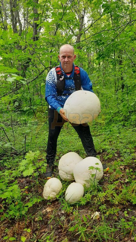 «Результативная получилась пробежка»: спортсмен из Кумертау обнаружил огромные грибы-мутанты